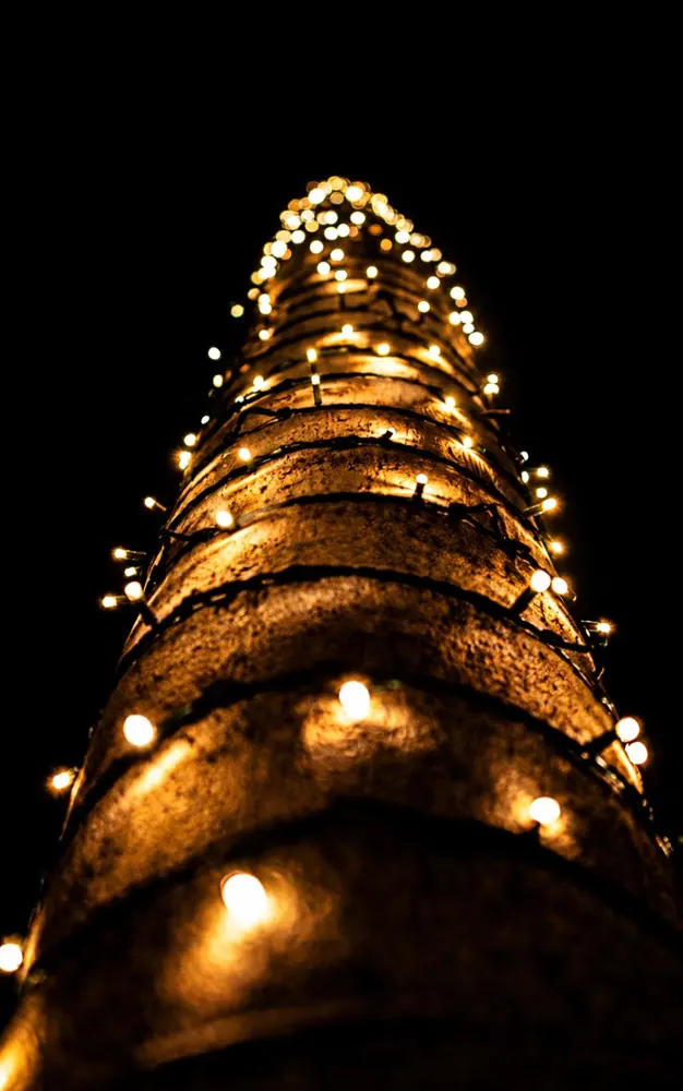 light-tree